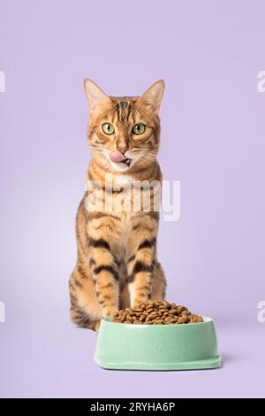 Bengalische Katze und eine Schüssel voller Trockenfutter auf farbigem Hintergrund. Stockfoto