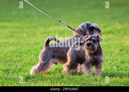 Zwergschnauzer-Welpen an der Leine auf dem grünen Gras Stockfoto