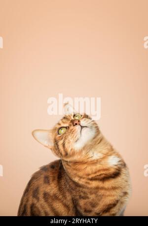Fröhliches bengalisches Katzenporträt auf orangem Hintergrund Stockfoto