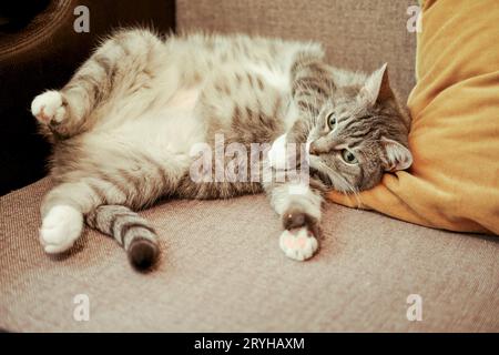 Schwangere Erwachsene Haustier liegt Bauch auf dem Bett, fette Katze mit großem Bauch Stockfoto