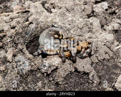 Lycosa singoriensis sitzt in der Nähe seines Grabes im Boden und wartet auf Beute. Giftige Spinnen Europas Stockfoto