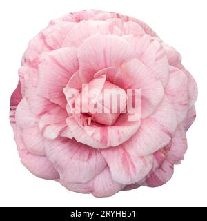 Rosa Kamelienblume isoliert auf weißem Hintergrund Stockfoto