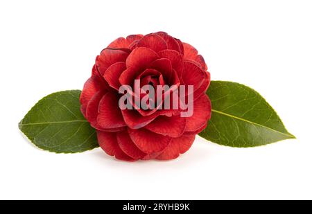 Rote Kamelienblüte und Blätter isoliert auf weißem Hintergrund Stockfoto