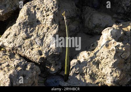 Ein Samen der Schwarzen Mangrove wurde auf dem Korallenfetzen direkt über der Flut-Markierung abgelagert. Der Knüppel beginnt schnell, Wurzeln auszusenden. Stockfoto