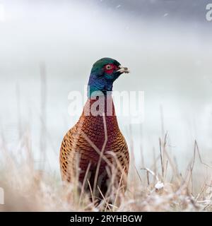 Nahaufnahme von Gemeinem Fasan, Phasianus colchicus auf Schnee an sonnigen Wintertagen. Stockfoto