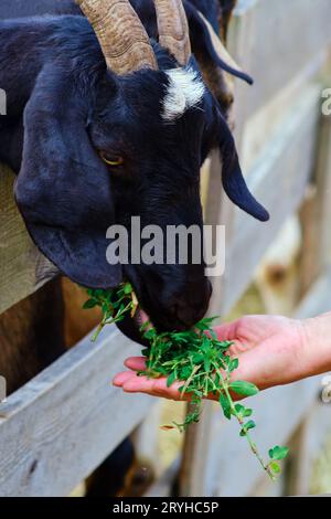 Mit einer sanften Hand versorgt die Frau die hungrigen Ziegen mit Nahrung, indem sie ihnen Gras gibt. Stockfoto