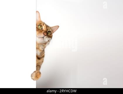 Die lustige Katze schaut hinter der Wand raus. Stockfoto