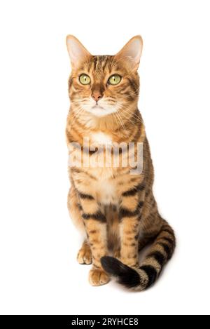 Bengalische Katze auf weißem Hintergrund, flauschig orange, schwarz gestreift, Haustier, große schöne Katze Stockfoto