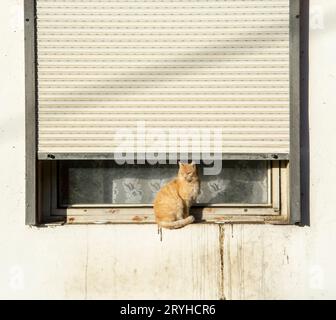 Rothaarige Erwachsene Katze sitzt auf einer alten schmutzigen Fensterbank. Stockfoto