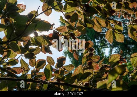 Europäische Buche oder Buche (Fagus sylvatica) rote Blätter. Hintergrundbeleuchtung. Stockfoto