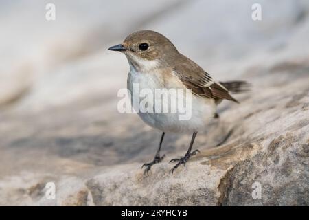 Europäischer Fliegerfänger, Ficedula hypoleuca, am Boden, Lleida, Katalonien, Spanien Stockfoto