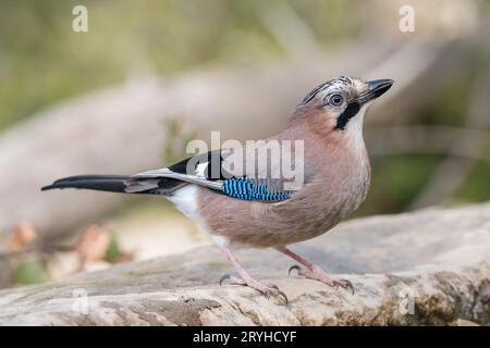 Eurasian Jay, Garrulus glandarius, Lleida, Katalonien, Spanien Stockfoto