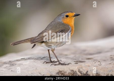 Europäischer robin, Erithacus rubecula, auf dem Boden, Lleida, Katalonien, Spanien Stockfoto