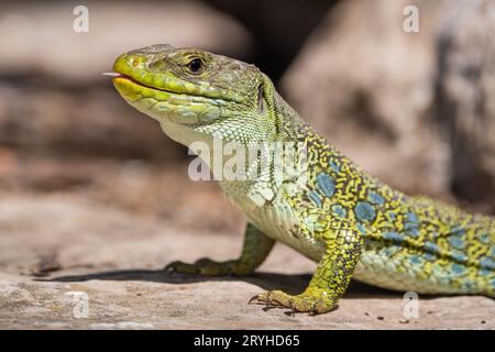 Jewelled Lizard, Timon lepidus, on a Rock, Lleida, Katalonien, Spanien Stockfoto