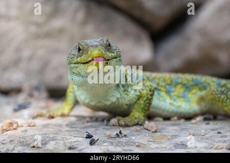 Jewelled Lizard, Timon lepidus, on a Rock racking Tongue, Lleida, Katalonien, Spanien Stockfoto