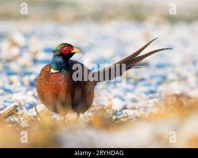 Nahaufnahme von Gemeinem Fasan, Phasianus colchicus auf Schnee an sonnigen Wintertagen. Stockfoto