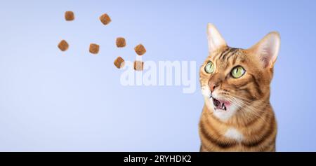 Ingwerkatze und Trockenfutter auf blauem Hintergrund Stockfoto