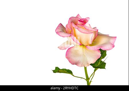 Seitenansicht einer einzelnen schönen blühenden rosa Rose mit grünen Blättern isoliert auf weißem Hintergrund. Stockfoto