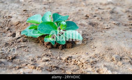 Aschwagandha Heilkraut, das in einem Ackerland mit frischen grünen Blättern wächst, auch bekannt als Withania Somnifera, Ashwagandha, Indian Ginseng, Poiso Stockfoto