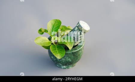 Ashwagandha medizinisches Kraut in einer Mahlschüssel mit frischen grünen Blättern, auch bekannt als Withania Somnifera, Ashwagandha, Indian Ginseng, Poison Gooseberr Stockfoto