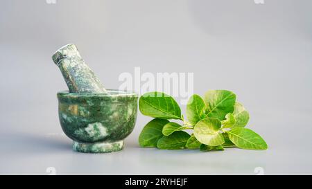 Ashwagandha medizinisches Kraut in einer Mahlschüssel mit frischen grünen Blättern, auch bekannt als Withania Somnifera, Ashwagandha, Indian Ginseng, Poison Gooseberr Stockfoto