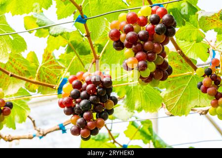 Nahansicht bunte Trauben, die an Zweigen der Rebe hängen. Stockfoto