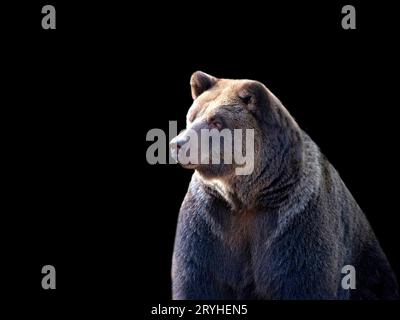 Braunbär auf schwarzem Hintergrund Stockfoto