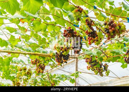 Bei niedrigem Blickwinkel hängen bunte Trauben mit grünen Blättern in der Weinrebe. Stockfoto