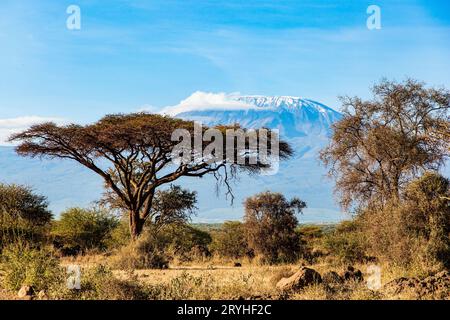 Akazien am Horn von Afrika Stockfoto