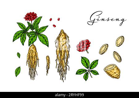 Set von handgezeichneten wilden Ginseng-Wurzel mit Blättern und Beeren isoliert auf weißem Hintergrund. Botanische Vektordarstellung im Skizzenstil für Verpackungen, Stock Vektor