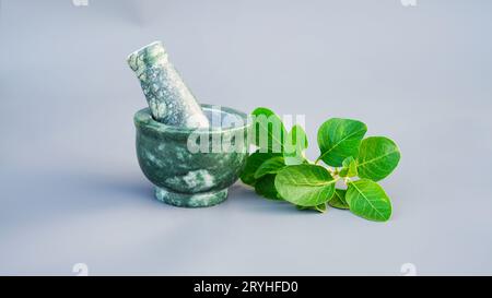 Ashwagandha medizinisches Kraut in einer Mahlschüssel mit frischen grünen Blättern, auch bekannt als Withania Somnifera, Ashwagandha, Indian Ginseng, Poison Gooseberr Stockfoto