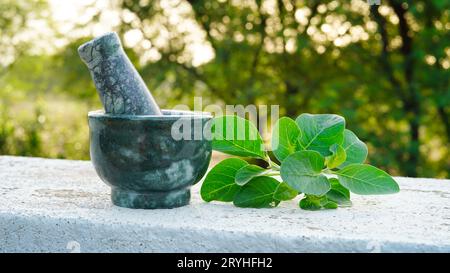 Ashwagandha medizinisches Kraut in einer Mahlschüssel mit frischen grünen Blättern, auch bekannt als Withania Somnifera, Ashwagandha, Indian Ginseng, Poison Gooseberr Stockfoto