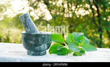 Ashwagandha medizinisches Kraut in einer Mahlschüssel mit frischen grünen Blättern, auch bekannt als Withania Somnifera, Ashwagandha, Indian Ginseng, Poison Gooseberr Stockfoto