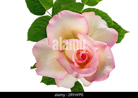 Ansicht einer einzelnen blühenden rosa Rose mit grünen Blättern isoliert auf weißem Hintergrund. Stockfoto