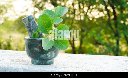 Ashwagandha medizinisches Kraut in einer Mahlschüssel mit frischen grünen Blättern, auch bekannt als Withania Somnifera, Ashwagandha, Indian Ginseng, Poison Gooseberr Stockfoto