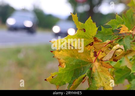 Elbingerode, Deutschland. Oktober 2023. Herbstlaub hängt an einem Ahornbaum im Oberharz, während Autos auf einer Straße vorbeifahren. Mit dem Herbstbeginn bleibt das Wetter wechselhaft, in den kommenden Tagen gibt es nur wenige Sonnenstunden. Quelle: Matthias Bein/dpa/Alamy Live News Stockfoto