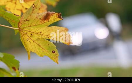 Elbingerode, Deutschland. Oktober 2023. Herbstlaub hängt an einem Ahornbaum im Oberharz, während ein Auto auf der Straße vorbeifährt. Mit dem Herbstbeginn bleibt das Wetter wechselhaft, in den kommenden Tagen gibt es nur wenige Sonnenstunden. Quelle: Matthias Bein/dpa/Alamy Live News Stockfoto