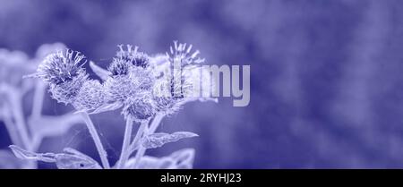 Sehr Gut. Farbe des Jahres 2022. Abstrakter Hintergrund getönte trendige violette Farbe. Bereich für Text kopieren. Nahaufnahme der Großen Klette mit einem stachelig violetten F Stockfoto