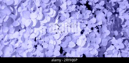 Sehr Gut. Farbe des Jahres 2022. Abstrakter Hintergrund getönte trendige violette Farbe. Bereich für Text kopieren. Wundervolle blühende Hydrangea arborescens, smoot Stockfoto