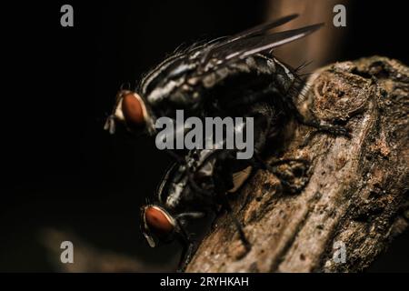 Paarungsfliegen auf Makrofotos in einem getrockneten Zweig Stockfoto