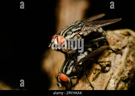 Makrofoto einer Paarungsfliegen auf einem getrockneten Zweig Stockfoto