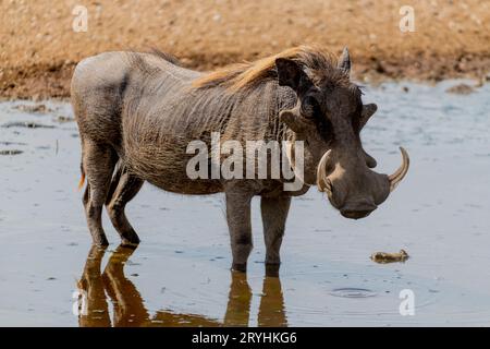 Wilder pumba im Serengeti-Nationalpark Stockfoto