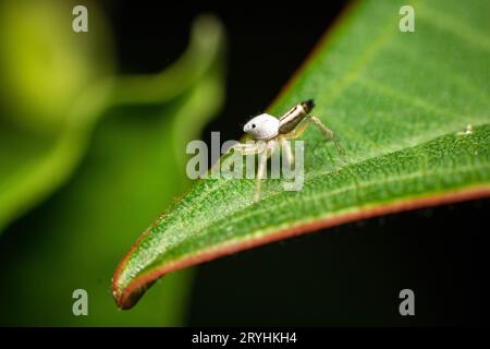 Weiße kleine springende Spinne der Familie Salticidae, die nach links auf Frangipani-Blatt blickt Stockfoto