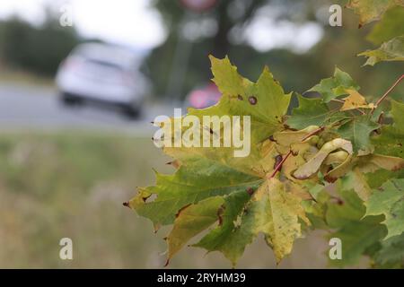 Elbingerode, Deutschland. Oktober 2023. Herbstlaub hängt an einem Ahornbaum im Oberharz, während Autos auf einer Straße vorbeifahren. Mit dem Herbstbeginn bleibt das Wetter wechselhaft, in den kommenden Tagen gibt es nur wenige Sonnenstunden. Quelle: Matthias Bein/dpa/Alamy Live News Stockfoto