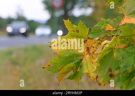 Elbingerode, Deutschland. Oktober 2023. Herbstlaub hängt an einem Ahornbaum im Oberharz, während Autos auf einer Straße vorbeifahren. Mit dem Herbstbeginn bleibt das Wetter wechselhaft, in den kommenden Tagen gibt es nur wenige Sonnenstunden. Quelle: Matthias Bein/dpa/Alamy Live News Stockfoto