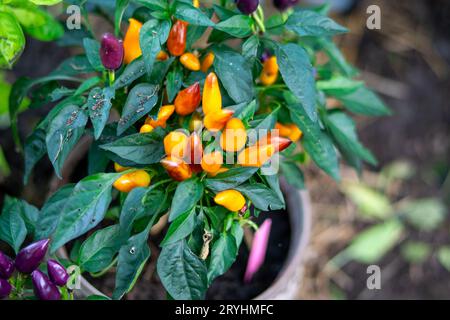 Heiße Chilischoten auf Büschen, die in einem Gewächshaus wachsen, farbige Chilischoten, Chilischoten (auch Chili, Chilischoten, Chilischoten oder Chili, lateinisch Capsicum) Stockfoto