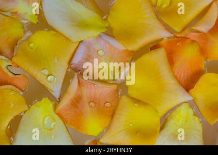 Blick von oben auf die bunten Rosenblätter, die auf dem Wasser in der Schüssel des Aroma-Spa schwimmen. Stockfoto