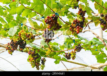 Niedriger Blickwinkel mit Trauben mit grünen Blättern. Stockfoto