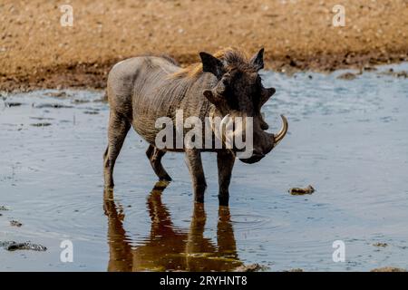 Wilder pumba im Serengeti-Nationalpark Stockfoto