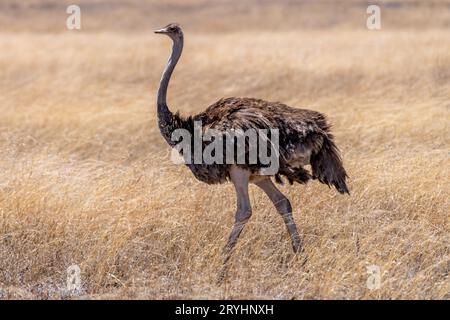 Wilder Strauß im Serengeti-Nationalpark Stockfoto